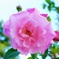 薔薇
