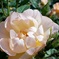 薔薇