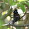 Japanese Paradise-Flycatcher