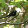 Japanese Paradise-Flycatcher