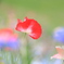 いたわりの彩り