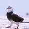 鳩でしょうか？