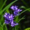 何て 花 だっけ