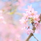 枝垂れ桜を見上げて