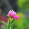5月の花　牡丹