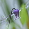 ５月の花　クレマチス