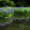５月の花　カキツバタ