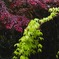 ウチュウ紅葉