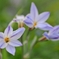 庭の花2025 (ハナニラ)