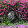芝桜