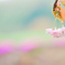 八重桜