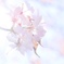 光と桜