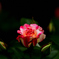 DSC_3353_00001