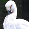 コウノトリ