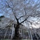 荘川桜 (光輪寺)