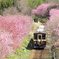 桃源郷への鉄路