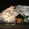 人里バス停のしだれ桜