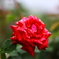 雨つゆの薔薇