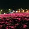 夜の芝桜 II〜ジュピアランドひらた 芝桜ライトアップ 2025〜