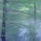 そよぐ木々と静寂の森水