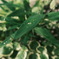 水玉