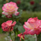 水も滴るいい薔薇