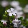 庭に咲く 花 Ⅱ