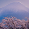 Fuji and Sakura