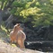 新緑の奈良公園