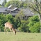 飛火野にて