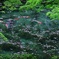 新緑のモネの池