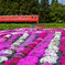 芝桜と道南いさりび鉄道