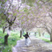 桜の散る丘で