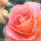 Sparkle of the orange rose