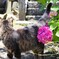 紫陽花と猫