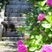紫陽花と猫-2