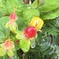 庭の花