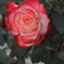 薔薇