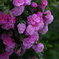 GardenRose4