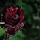 雨天に咲く真紅の薔薇