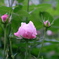 桃バラの森