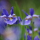 iris