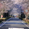 桜舞う街角