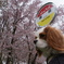 桜と愛犬