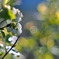 庭の花2025 (ブルーベリー)