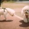film・もふもふ日和です*
