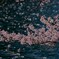 湖畔の桜
