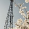 桜　鉄塔