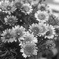 「Daisy Flower」 (film)