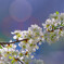 Cherry blossoms